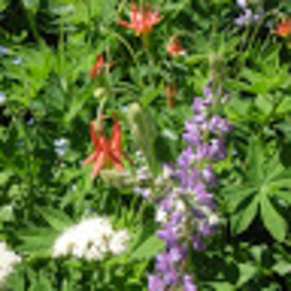 Meet your Posher, Cindy - Picture 1 of 1